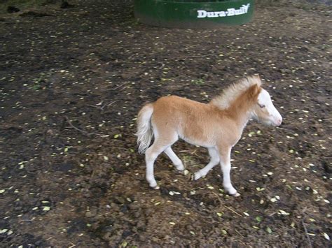 Baby Miniture Horse Horses Miniture Animals Miniature Horse