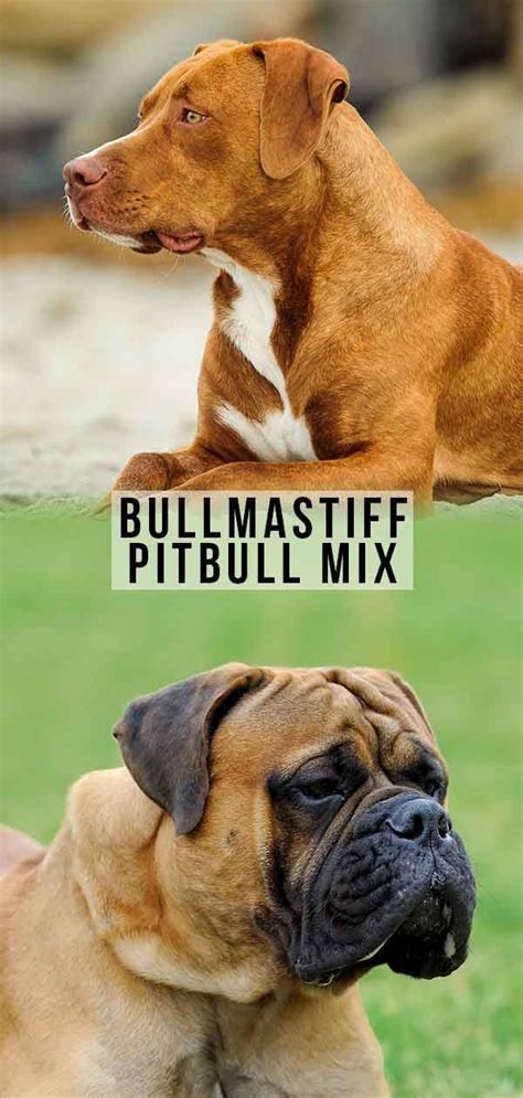 This loyal mastiff mix comes in many different shapes and sizes. Bullmastiff Pitbull Mix - Great Guard Dog or Family Friendly? | Pitbull mix, Bull mastiff ...
