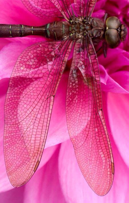 Dragonfly On A Pink Flower Pink Dragonfly Dragonfly Damselfly