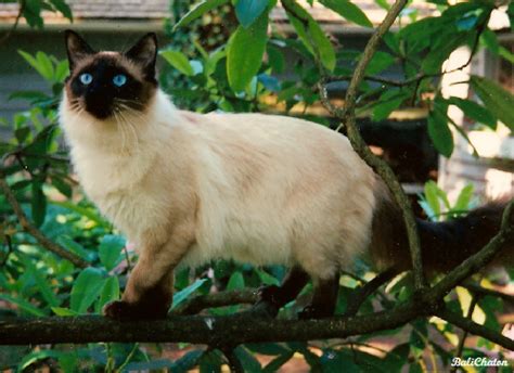 Balinese Cat Wikipedia
