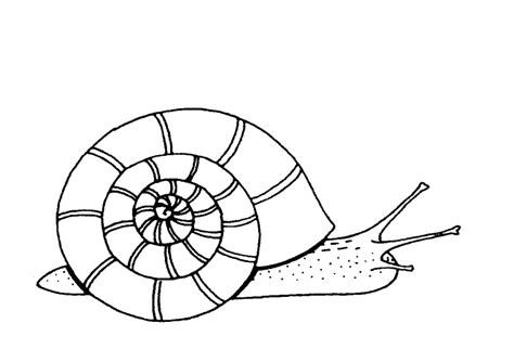 Drawing Snail 6619 Animals Printable Coloring Pages