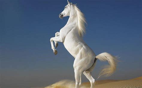 beautiful horse horses wallpaper  fanpop