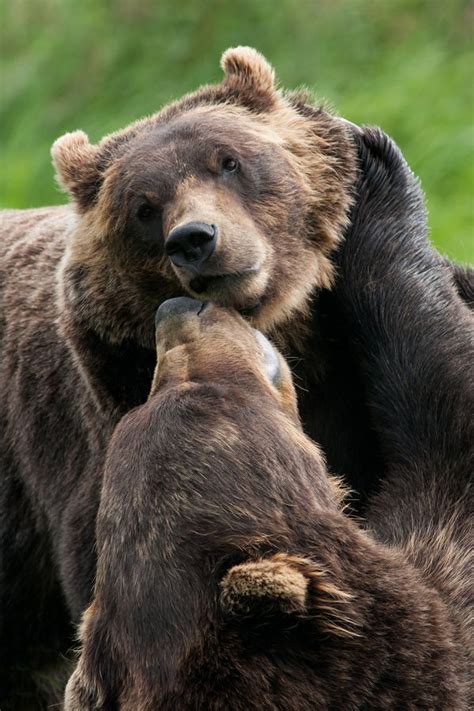 805 Best Grizzly Bears Images On Pinterest Wild Animals Grizzly