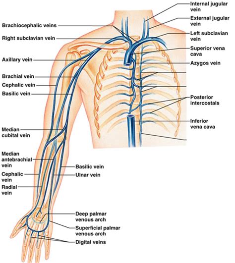 Arteries And Veins Of The Upper Body