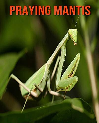 Praying Mantis Fun Facts And Cool Pictures By Tim Dippel Goodreads