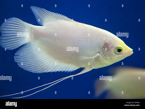 Ornamental Fish In Aquarium Stock Photo Alamy