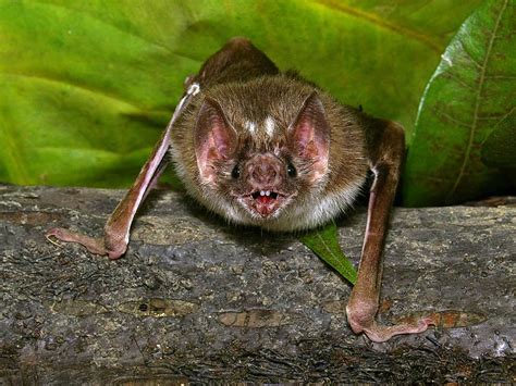The Curious Bloody Lives Of Vampire Bats Hyrax