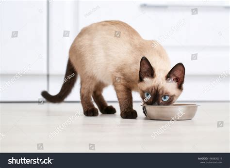 745 imágenes de Siamese cat eating - Imágenes, fotos y vectores de