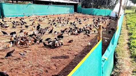 1000 Sq Ft Free Range Poultry Farm Youtube