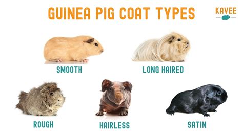 The Ultimate Guide To Guinea Pig Breeds Markings And Colors 2024