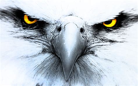 Fond d écran dessin oiseau de proie aigle le bec œil aile faune