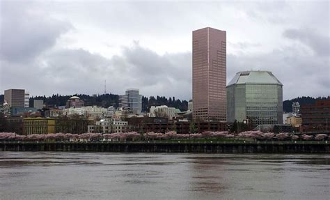 South Waterfront Blog Cherry Blossoms Now