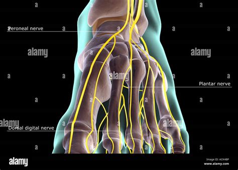 The Nerves Of The Foot Stock Photo Alamy