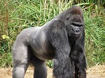 Ape Facts, History, Useful Information and Amazing Pictures