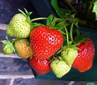 Free Images : plant, food, produce, red fruit, summer fruits ...