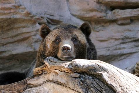 Grizzly Bear Chilling At The Denver Zoo Pics