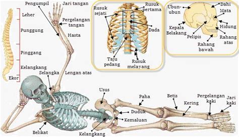 Anatomi Fisiologi Sistem Muskuloskeletal Homecare24