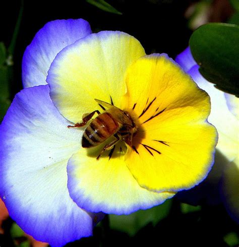 You may only have a small garden but there are flowers you can plant to help our bees throughout the year. Honey Bee / Flower / ClickASnap | Bee on flower, Bee ...