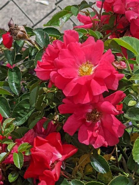 Photo Of The Bloom Of Rose Rosa Flower Carpet Pink Supreme Posted