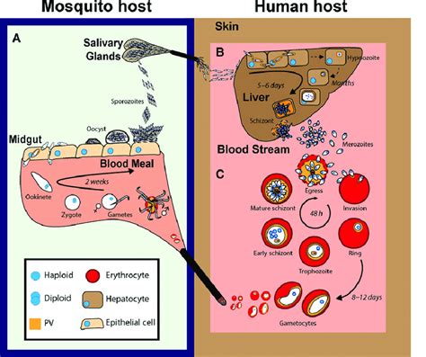 The Malaria Parasite Life Cycle Schematic Representation Of The Insect