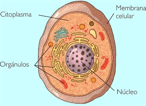 Citoplasma Biologia Celular Portal Escola