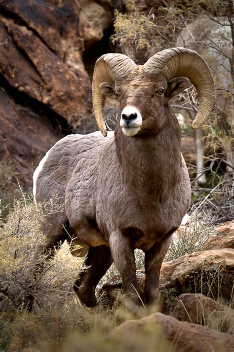 Utah Ram Print Rocky Mountains Bighorn Sheep Art Sheep Photography
