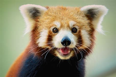 Fascinerende Feiten Over Rode Pandas