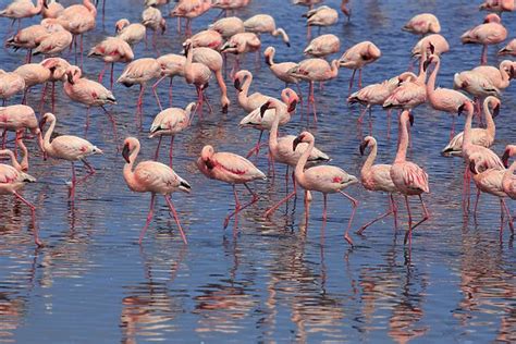 Namibia Walvis Bay Pink Flamingos Phoenicopterus Ruber