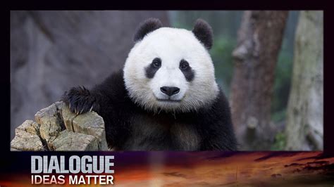 Dialogue— Giant Panda No Longer Endangered 09182016 Cctv Youtube