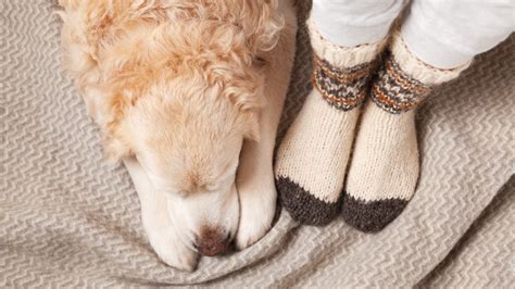 How To Stop Your Dog From Biting Your Ankles And Legs Dog Training