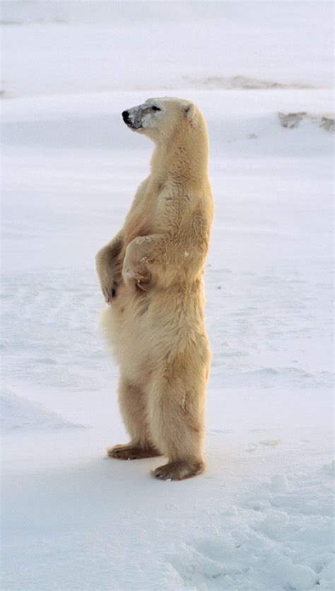 Symbolic Polar Bear Facts And Polar Bear Meaning On Whats Your Sign
