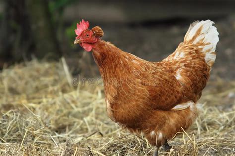 Interesting Hen At The Farm Stock Image Image Of Profile Farm 50811615