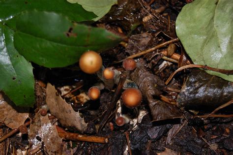 Psilocybe Azurescens Germany Mushroom Hunting And Identification