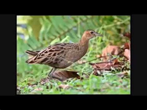 Lovebird jantan dan betina sebenarnya bisa dibedakan dengan beberapa cara mudah. Burung ayam ayam jantan & betina - YouTube
