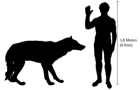 Dire Wolf And Human We Love Wolves Blog