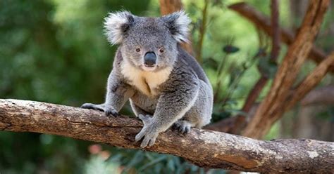 Koalas Heading For Extinction As Population Of Cute Bears