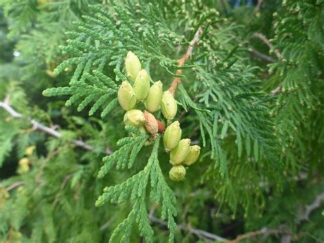 Eastern White Cedar Trees Of Manitoba · Inaturalist