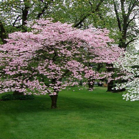 Be ready to see a variety of wildlife drawn to the flowering dogwood tree as. OnlinePlantCenter 5 gal. 4 ft. Pink Flowering Dogwood Tree ...