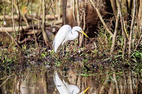 Great White Egret In The Louisiana Swamp Photograph By Scott Pellegrin