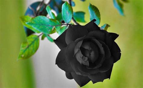 Know The Secret To Grow Black Rose Gardening