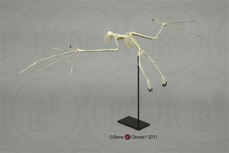 Articulated Greater Flying Fox Skeleton Bone Clones Inc