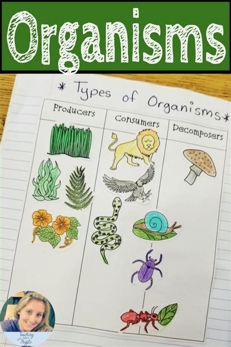 Ecosystems Student Anchor Charts Ecosystems Interactive Notebook
