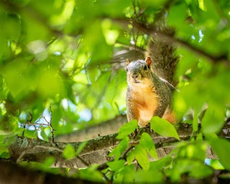 Cute Squirrel Sitting On Limb In Tree In The Sunshine Stock Image