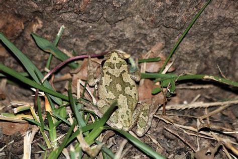 Little Gray Tree Frog In Grass Free Stock Photo Public Domain Pictures