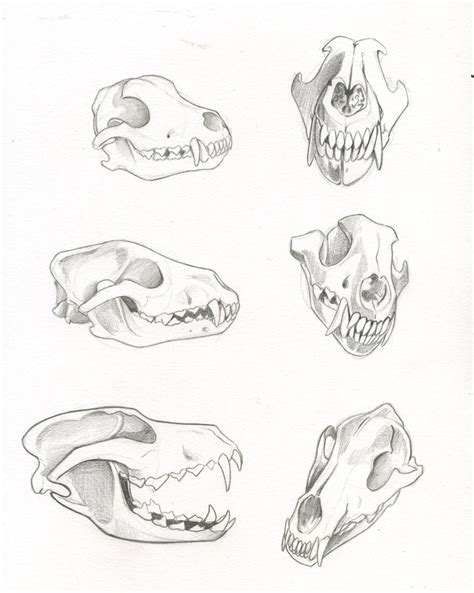 Animal Skull Drawing Skulls Drawing Dog Drawing Animal Drawings