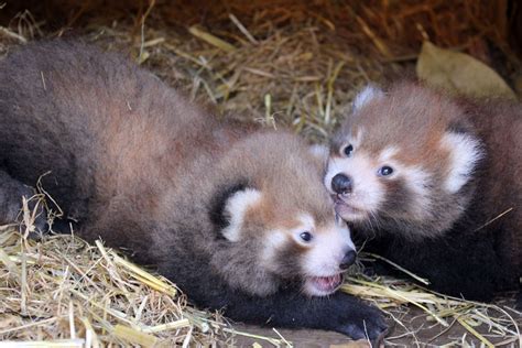 Nacen Dos Osos Panda Rojos En Nueva Zelanda