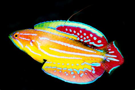 Sosf Researchers Record 500 Fish Species In Seychelles Highlighting