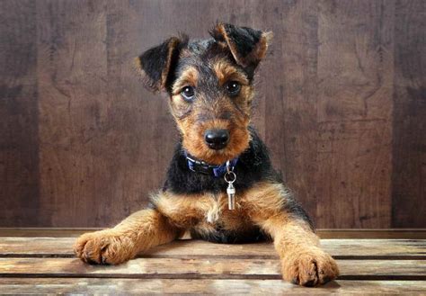 Information On Airedale Terrier Rescue Puppies For Sale Petsidi