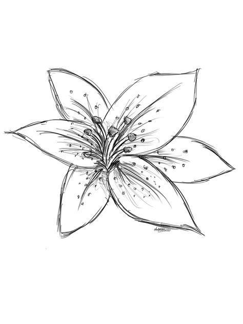 Lilly Flower Drawing At Getdrawings Free Download