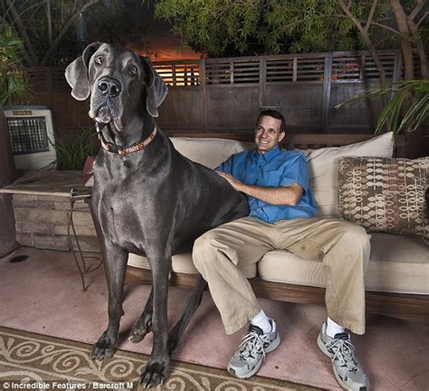 Meet The ‘giant Dog Icon A Remarkably Tall And Agile 7 Foot Long Blue